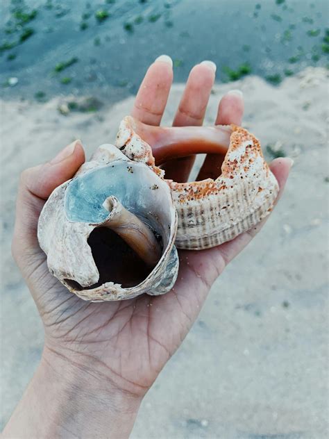 Image result for Hard Sea Shells