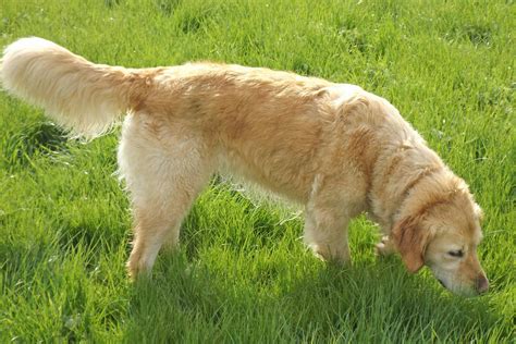 Vomiting Blood in Dogs - Definition, Cause, Solution, Prevention, Cost