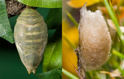Butterflies | San Diego Zoo Wildlife Alliance