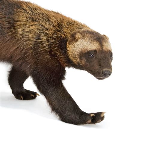 Wolverine | National Geographic