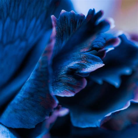 Blue Carnation Flower Meaning: Symbolism and Significance