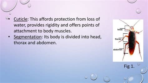 Cockroach Definition 的图像结果