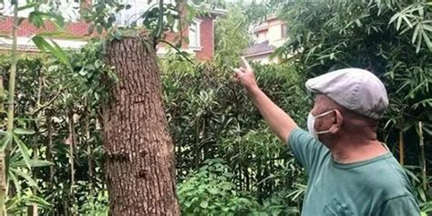 请收手！20多人砍自己种的树被抓……-名城苏州新闻中心