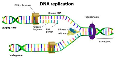 Image result for DNA Formation Process