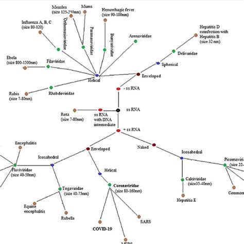 Image result for RNA Virus Classification