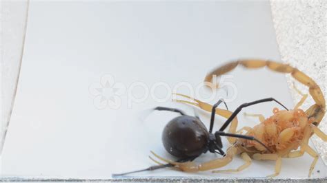 Baby Black Widow