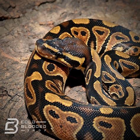 Image result for Ball Python 1 Year Old