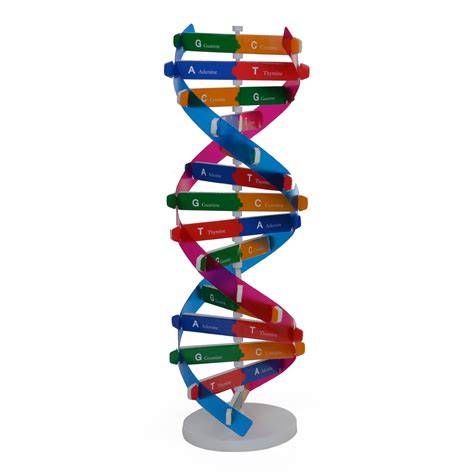 Aliexpress.com : Buy Human Gene DNA Model Double Helix Structure DNA ...