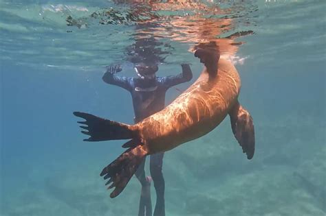 Sea Lions Swimming Underwater