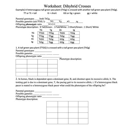 Solved Worksheet: Dihybrid Crosses Example) A heterozygous | Chegg.com