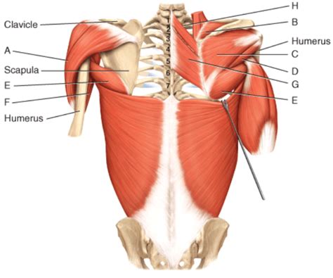 Back 的图像结果