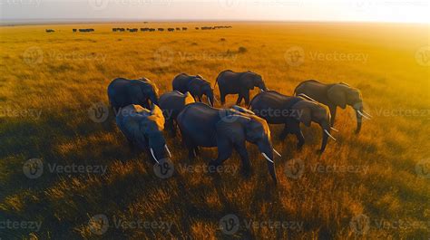 Elephant Herd Loxodonta africana phylum Chordata class Mammalia order Proboscidea family ...