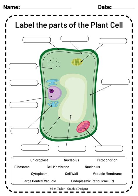 Plant Cell Label Sheet at Shirl Wright blog
