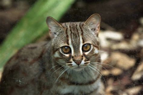 How Big Is Rusty Spotted Cats at Glenn Austin blog