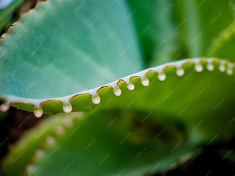 Premium Photo | Kalanchoe pinnata commonly known as cathedral bell air plant plant of life magic ...