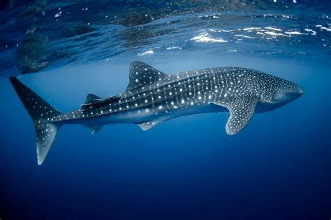 Whale Shark Teeth