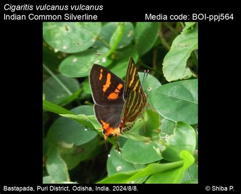 Cigaritis vulcanus vulcanus | Butterfly