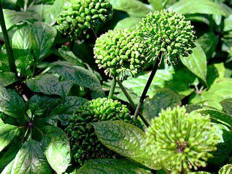 Hoa Tam Thất Khô - Thảo Dược Thắng Tuấn