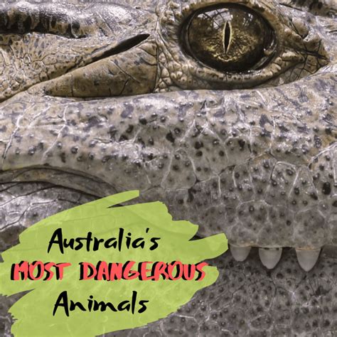 Dangerous Australian Animals List