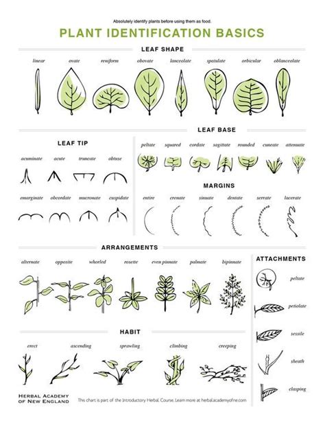 Plant Identification Guide 的图像结果