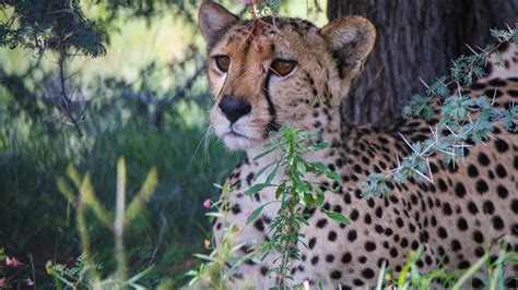 Image result for Cheetah Springbok