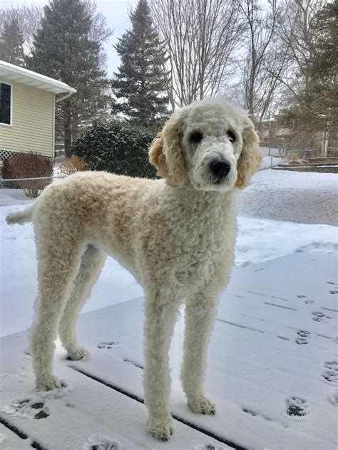 Leggy miss Penny the Standard Poodle | Poodle haircut, Poodle puppy ...