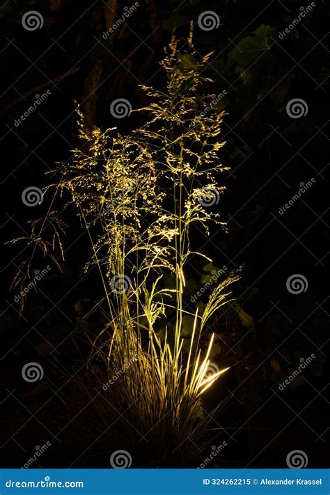 Brightly Illuminated Blooming Northern Lights Tufted Hair Grass at Nigh ...