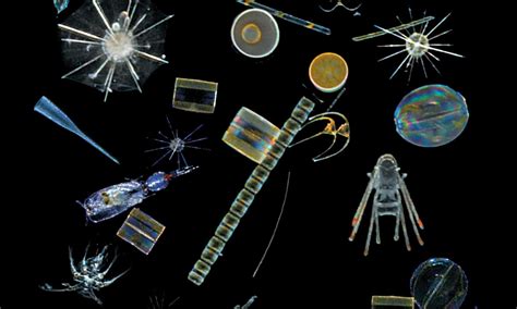 The beauty of plankton in pictures – Artofit