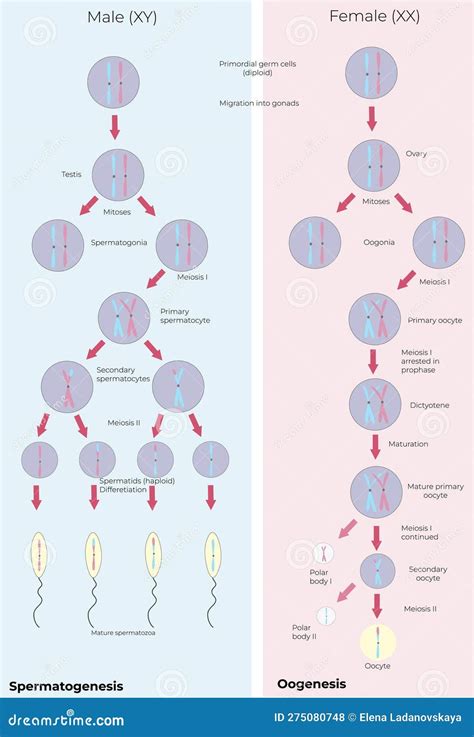 Spermatogenesis Oogenesis Oogonia Ovary Mitoses Mature Stock Vector - Illustration of ...
