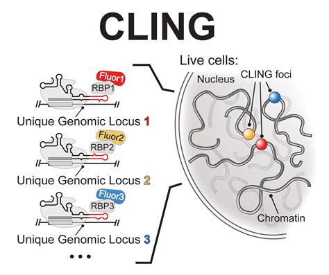 Image result for How Cling Form Lab