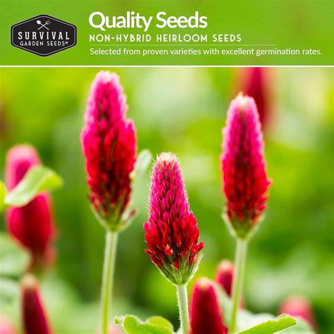 Clover Seed Collection for Planting – 2 Packets of Crimson & Dutch ...