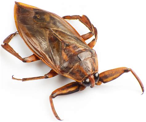 What Does The Giant Water Bug Look Like at Nathan Ronk blog
