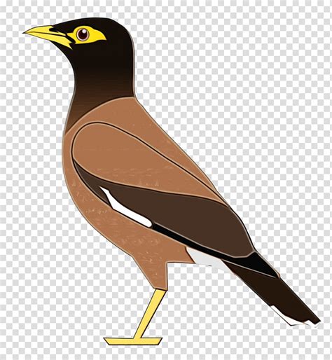 Image result for Maina Maina Cello