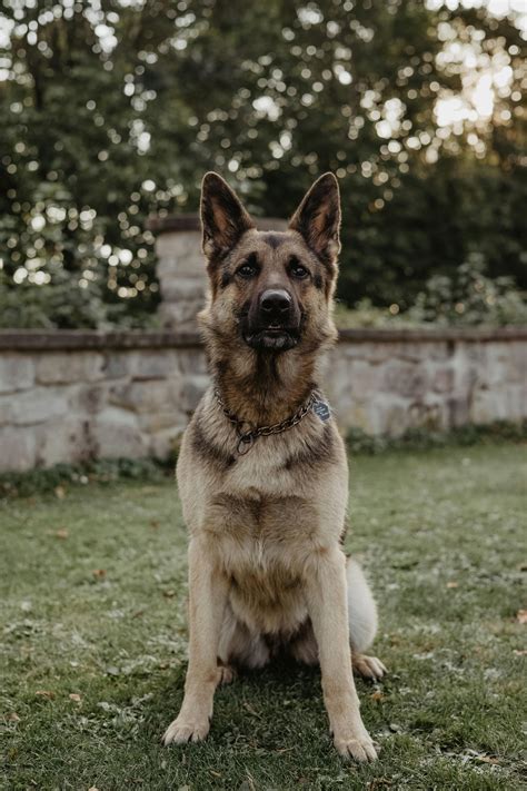 Dog+Knot+Pull+Out+Compilation Photos, Download The BEST Free Dog+Knot ...