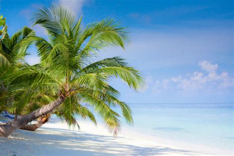 Image result for Beach Python Code