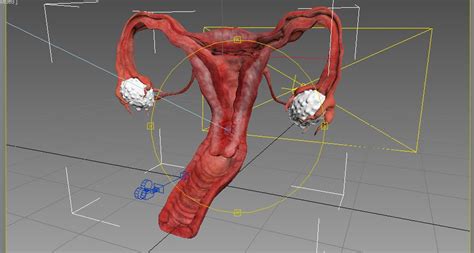 Image result for Reproductive System 3D Model