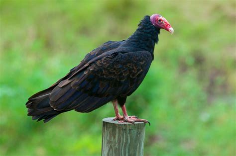 What Do Turkey Vultures Eat? - Sonoma Birding