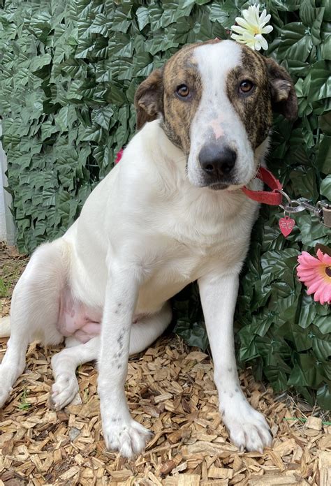Anna and Belle: Young Lab Mix Sisters at Hart County Humane Society ...