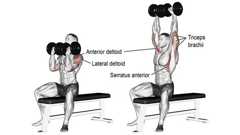 Best Dumbbell Shoulder Exercises & Workouts For Mass