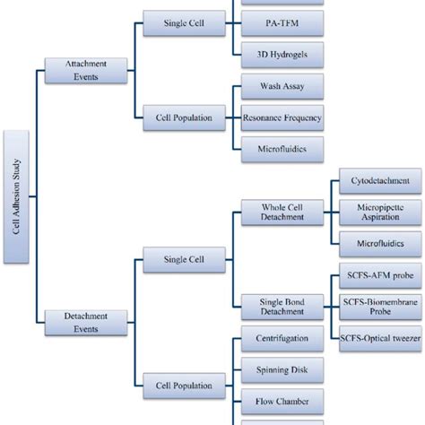 Image result for Adhesion Cell Sorting