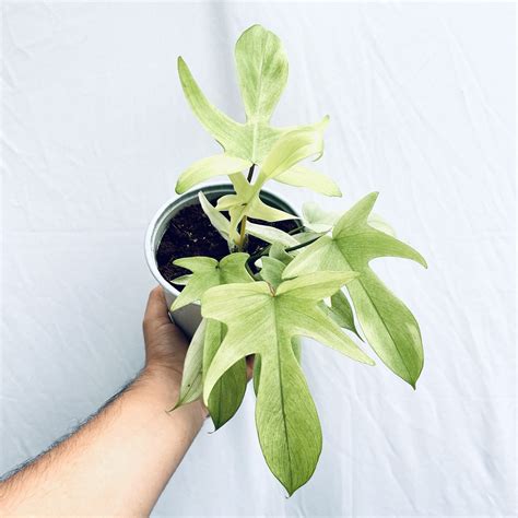 Philodendron Florida Ghost Mint - Urban Roots