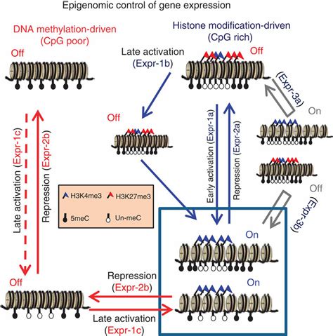 DNA Modification 的图像结果
