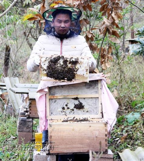 贵州苗疆蜂业科技发展有限公司 13595010998-网站首页