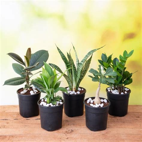 Buy Top 5 No Fail Plants online from Nurserylive at lowest price.
