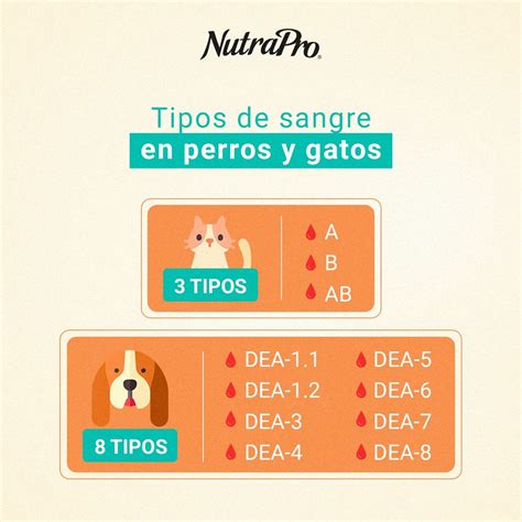 Los Perros Tienen Un Tipo De Sangre Como Los Humanos
