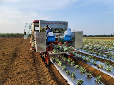 2ZB-130型垄作双行菠萝移栽机在湛江垦区完成首次生产应用