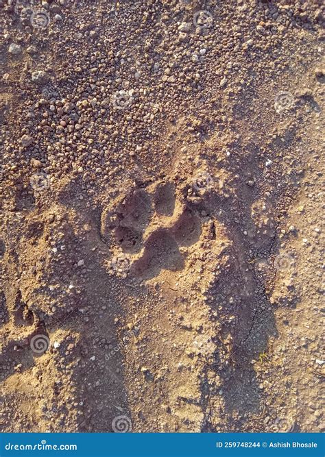 Tigers Paw Print in Mud stock photo. Image of geology - 259748244