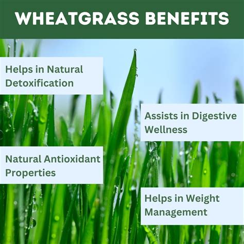 Buy Wheatgrass Tablet For Nutrient Boost – Herbal Hills Wellness