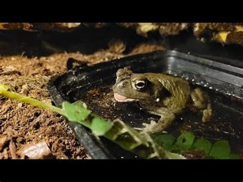 Image result for Giant Toad Eating