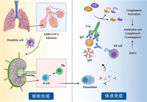 [文献解读] 免疫球蛋白和补体水平与新冠患者的严重程度相关__中国医疗